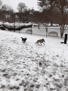 Dog Run GIF - Dog Run Snow GIFs