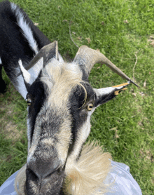 Goat Images Play Time GIF