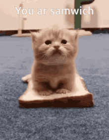 Cat Meme GIF - Cat Meme Cat Sandwich GIFs