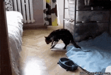 Funny Animals Cats GIF - Funny Animals Cats Jump GIFs