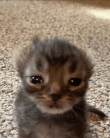 a small kitten is sitting on a gravel floor