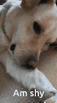 Shy Dog GIF - Shy Dog Cute Dog GIFs
