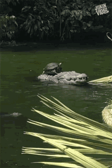 Crocodile Turtle GIF