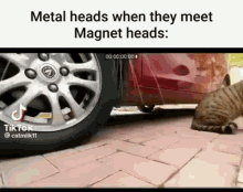 Metal Heads Cats GIF - Metal Heads Cats Magnets Heads GIFs