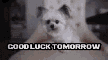 Good Luck Tomorrow High Five GIF - Good Luck Tomorrow High Five Puppy GIFs