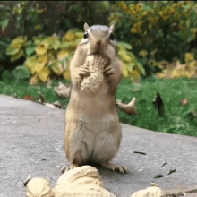 Squirrel Nut GIF - Squirrel Nut Too Big - Discover & Share GIFs