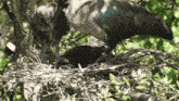 Oiseau Oiseaux GIF