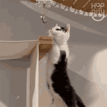 Reaching For The Bells Cat GIF - Reaching For The Bells Cat Happily GIFs