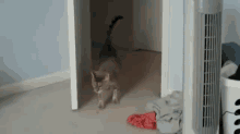 Scare-a-cat GIF - Funnycats Youtube Audio GIFs