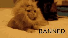 Banned Lion GIF - Banned Lion GIFs