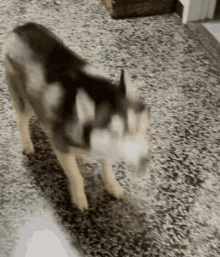 Dogs Parsley GIF