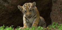Baby Tiger Roar GIF - Baby Tiger Roar Meow GIFs