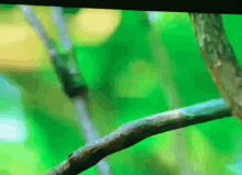 Manakin Bird GIF - Manakin Bird Dance GIFs