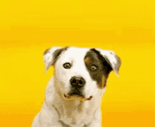 Dogs Puppies GIF - Dogs Puppies Smile GIFs