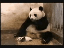 panda sneeze baby sneezing