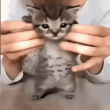 Silly Cat GIF - Silly Cat Shake GIFs