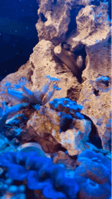 eel moray fishes corals
