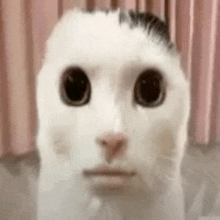 a close up of a white cat 's face with a mustache .