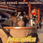 a picture of a pig in a stroller has a caption in russian