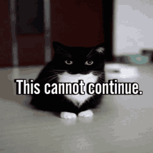 This Cannot Continue Infisrael Cat GIF - This Cannot Continue Infisrael Cat Cat GIFs