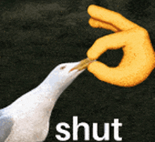 Seagull Meme GIF - Seagull Meme Shut GIFs