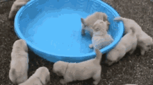 Pups  GIF - Puppies GIFs