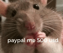 Bglamours Paypal Me 500 Usd GIF