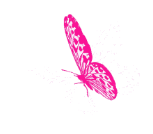 borboletas wings