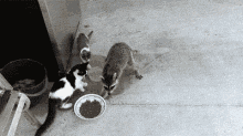 Fast Food GIF - Animals Cats Racoons GIFs