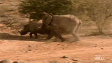 Chasing Elephant Vs Rhino Animal Fight Night GIF - Chasing Elephant Vs Rhino Animal Fight Night World Rhino Day GIFs