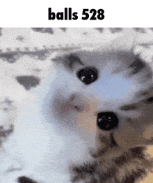 a blurred image of a cat with the words balls 528 above it