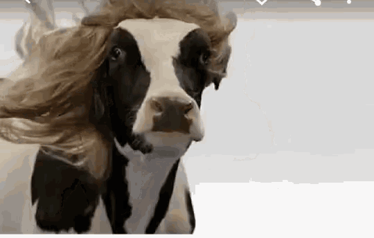 Good Hair Day Cow Wig GIF Good Hair Day Cow Wig Discover Share GIFs