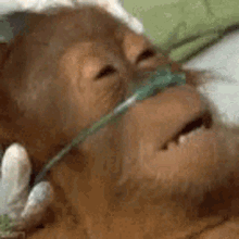 dying dead monkey
