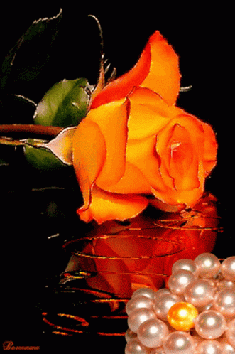 orange roses images