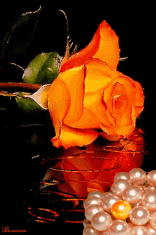 Orange Flower Rose Orange GIF - Orange Flower Rose Orange GIFs