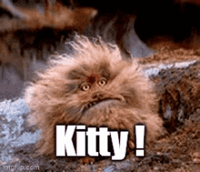 Kitty Xborg GIF - Kitty Xborg Scream GIFs