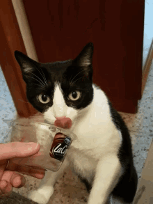 Baldufa Funny Animals GIF - Baldufa Funny Animals Cats GIFs