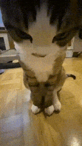 Devious Looking Cat GIF - Devious Looking Cat GIFs