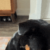 a black dog is sitting on the floor in a living room with a shoe rack in the background .