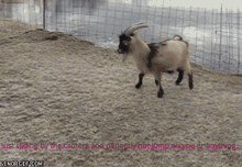 Cute Goat GIF - Cute Goat GIFs