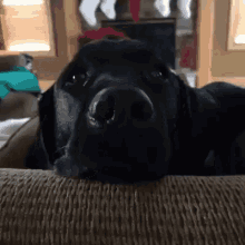 Dog Shocked GIF