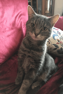 Confused Cat Confusion GIF