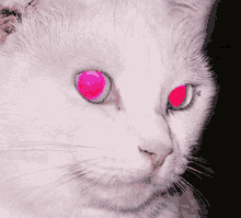 Cat Eyes GIF - Cat Eyes Rainbow GIFs