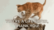 thanks thank you life saver cat revive