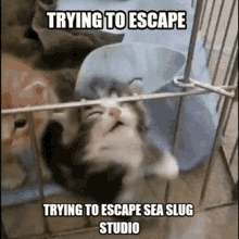 Sea Slug Studio Silly Cat GIF - Sea Slug Studio Silly Cat Trying To Escape GIFs