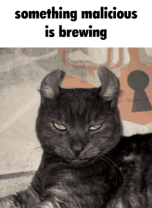 Something Malicious Is Brewing Sus GIF - Something Malicious Is Brewing Sus Cat GIFs