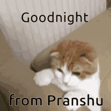 pranshu good night good night cat golu good night
