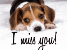 Pet Beagle GIF - Pet Beagle I Miss You GIFs