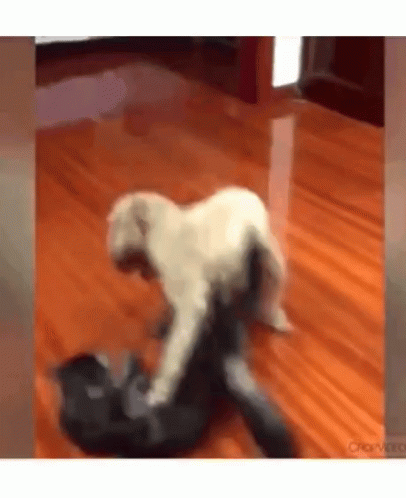 wrestling-dog-vs-cat.gif