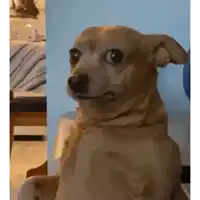a small brown dog is making a funny face while sitting in front of a wall .